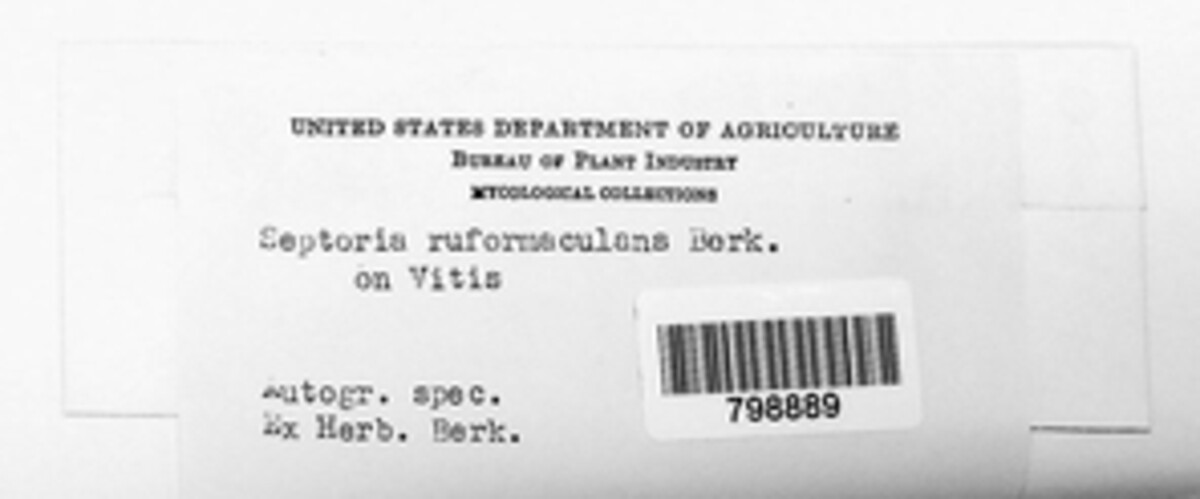 Colletotrichum gloeosporioides image